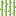Sugar Cane